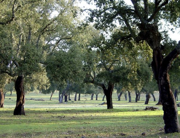 Visitas al Parque Nacional de Monfragüe