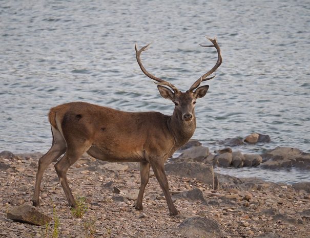 Visitas al Parque Nacional de Monfragüe