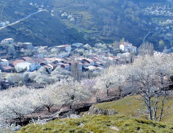 Visitas guiadas al Valle del Jerte