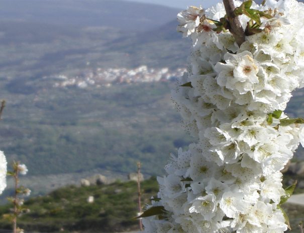 Visitas guiadas al Valle del Jerte